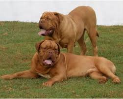 Royal Canin Giant Adult Royal Canin Giant Adult